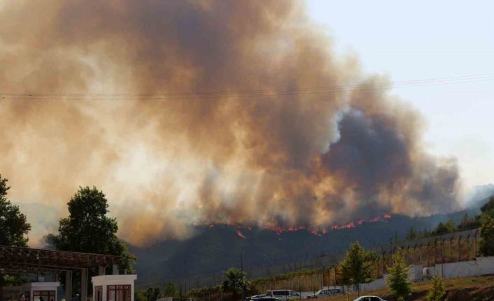 Türkiye - Suriye sınırının sıfır noktasında orman yangını