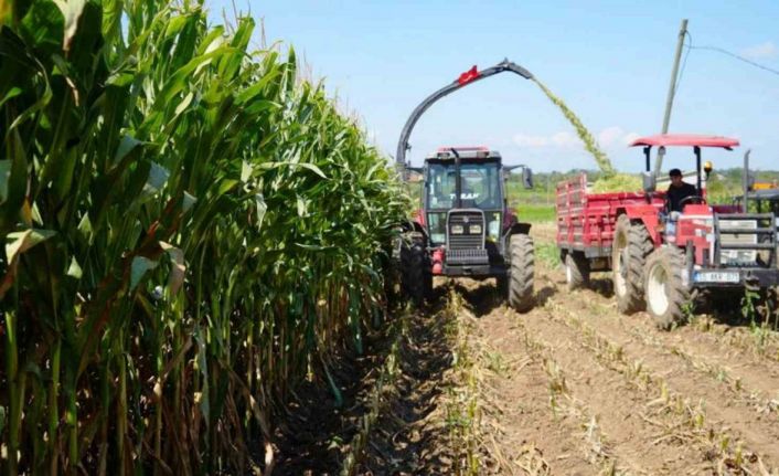 Türkiye’nin hayvancılık yemleri Samsun’dan karşılanıyor
