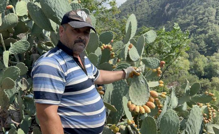 Uçurum kenarında yetişen dikenli incir, lezzetiyle zahmetinin önüne geçiyor