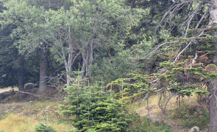 Uludağ 10 dakikalık yaz yağmuruyla serinledi