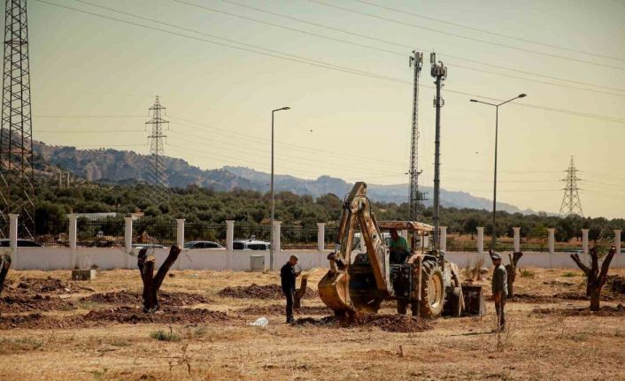 Üniversite kampüsündeki 6 tarihi zeytin ağacı yeni yerlerine taşındı