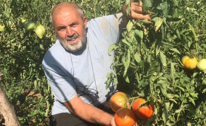 Unutulmaya yüz tutmuş ata tohumlarından domates üretiyor