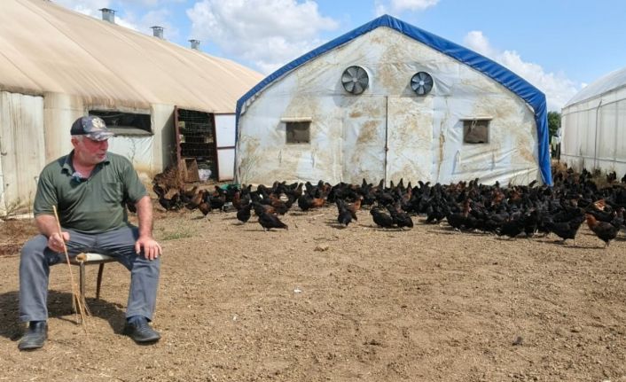 Üreticilere yüzde 50 hibeli 16 bin tavuk