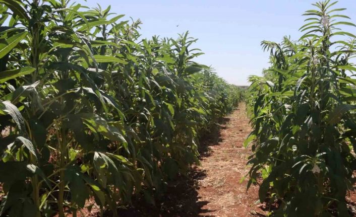 Urfa susamı yeniden tezgahlara inecek
