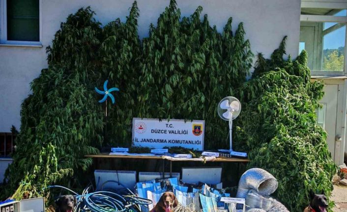 Uyuşturucu yetiştirene büyük darbe
