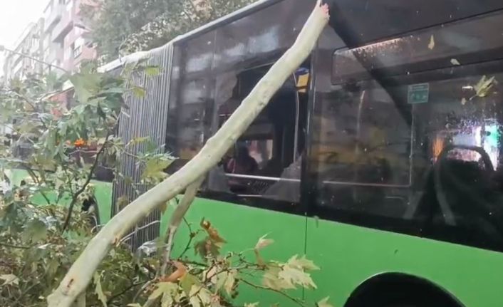 Üzerine ağaç devrilen belediye otobüsünde can pazarı