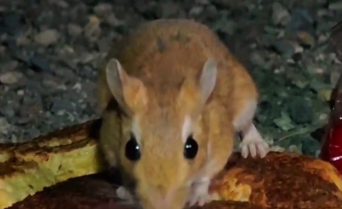 Uzundere’de nesli tükenmekte olan Arap Tavşanı görüntülendi