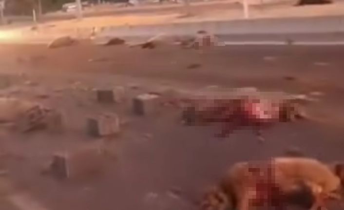 Van’da kamyonet sürüye çarptı: 37 koyun telef oldu