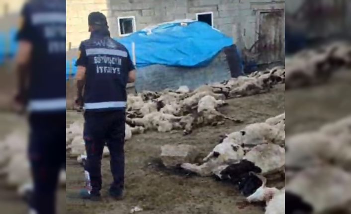 Van’da kurt saldırısı: 111 koyun telef oldu