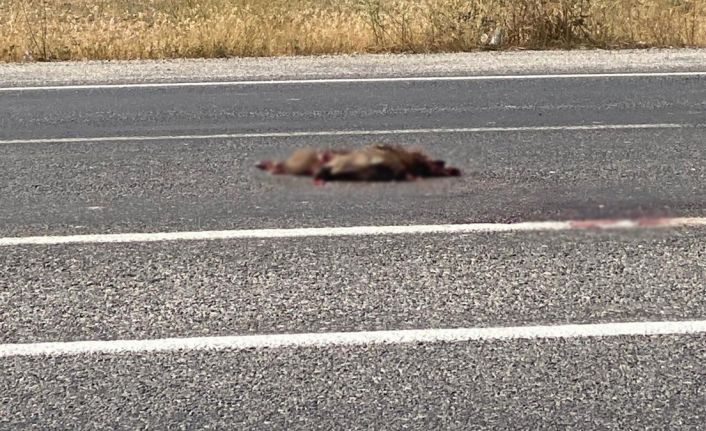 Van’da otomobil domuza çarptı