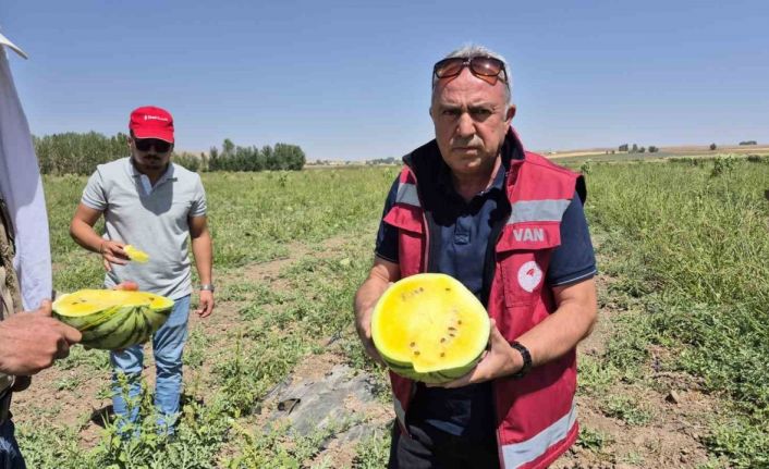 Van’da sarı karpuz dönemi başladı