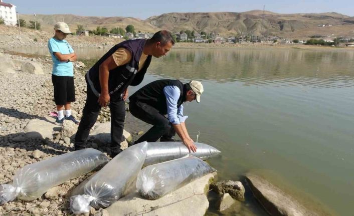 Van’daki göllere 450 bin yavru sazan bırakıldı