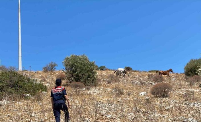 Yaban hayatın son sığınağında jandarmadan denetim