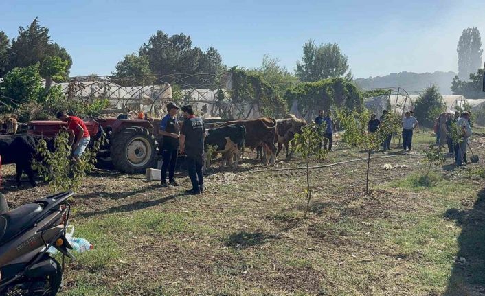 Yalova’da büyükbaş hayvanlar alevlerden son anda kurtarıldı