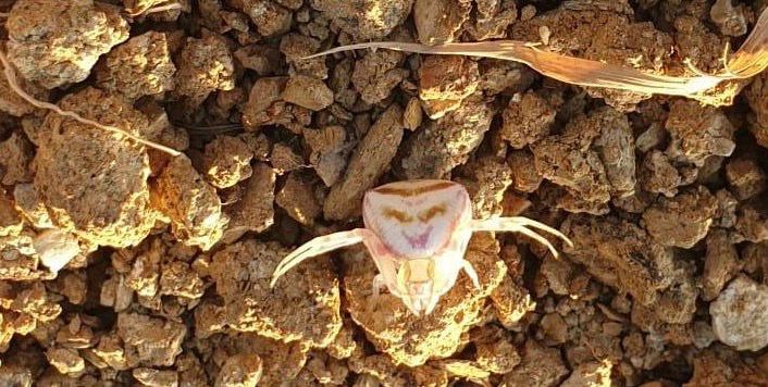 Yalova’da ’insan yüzlü örümcek’ görüldü