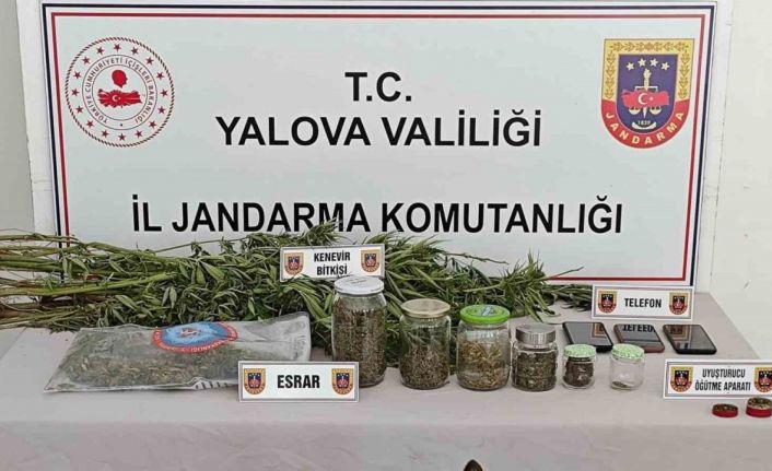 Yalova’da ormanlık alanda yasa dışı kenevir ekimi yapan 3 şüpheli yakalandı