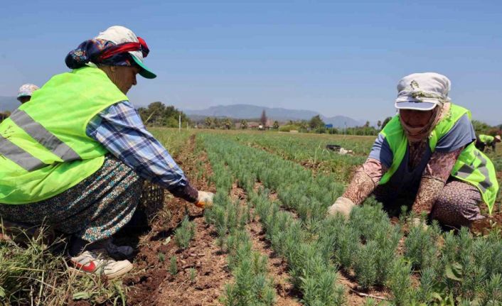 Yanan sahaların fidanları hazır