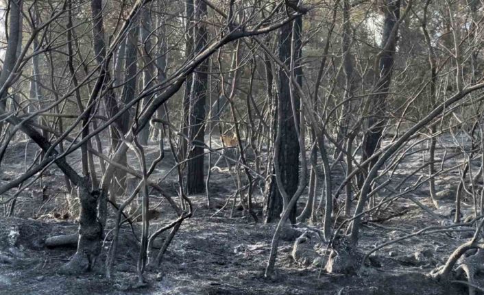 Yangından kaçan karaca görüntüleri kameralara yansıdı