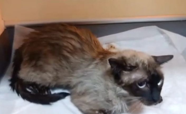 Yangından kurtarılan kediye itfaiye ekiplerinden kalp masajı