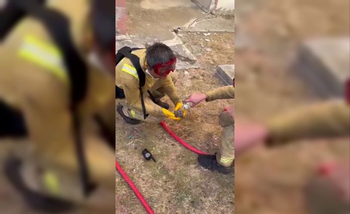 Yangından kurtarılan yaralı kirpiye orman işçileri su içirdi