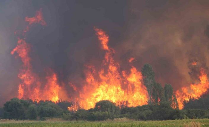 Yangınlara karşı keçi çözümü