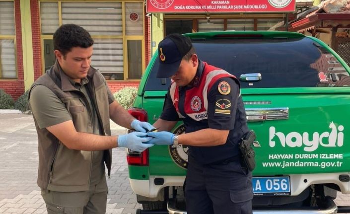 Yaralı arı kuşu koruma altına alındı