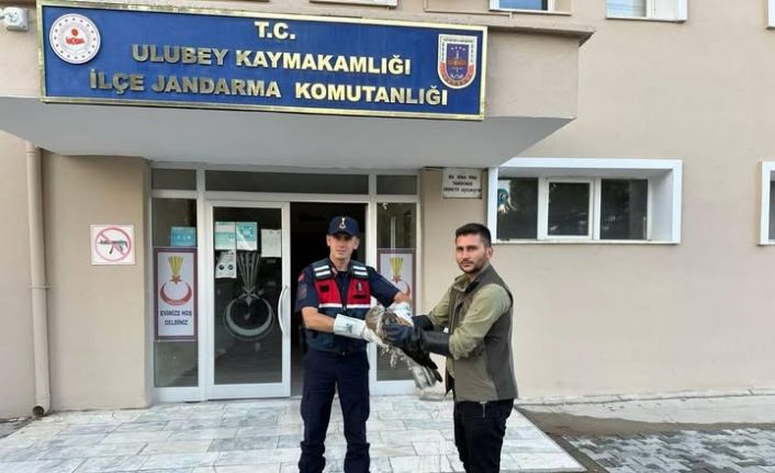 Yaralı şahinin imdadına jandarma yetişti