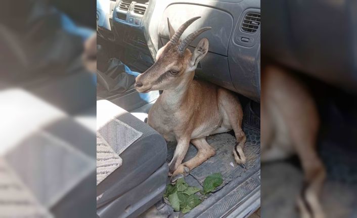 Yaralı yavru dağ keçisi tedavi altına alındı
