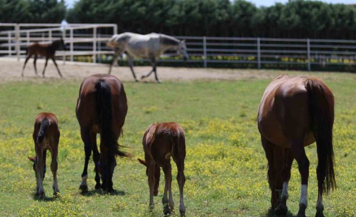 Yaşları küçük, değerleri milyon