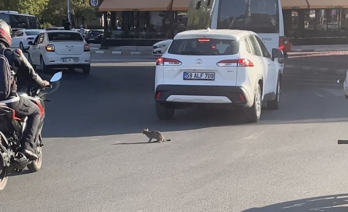 Yavru kedi trafikte sürücülere zor anlar yaşattı