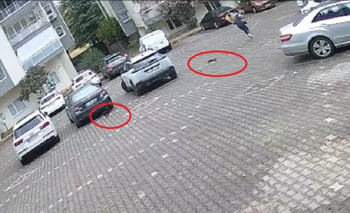 Yavru kediler, önlerine kattıkları kadını evine kadar kovaladı