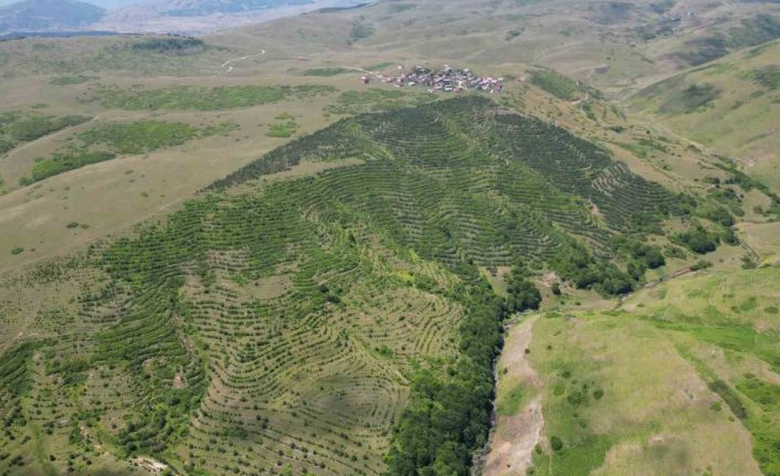 Yayla sakinleri imece usulü çalışarak bozkırı ormana dönüştürdü