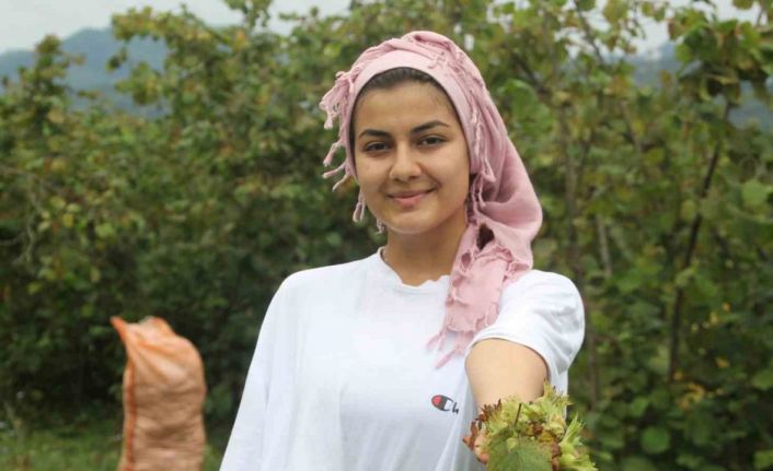 Yeşil altın fındıkta hasat başladı