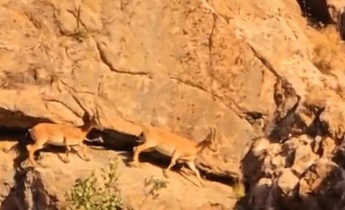 Yüksekova-Van kara yolunda sürü halindeki dağ keçileri görüntülendi