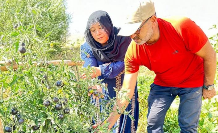 Yüksekova’da siyah domates 2 senedir aynı çiftçi tarafından yetiştiriliyor