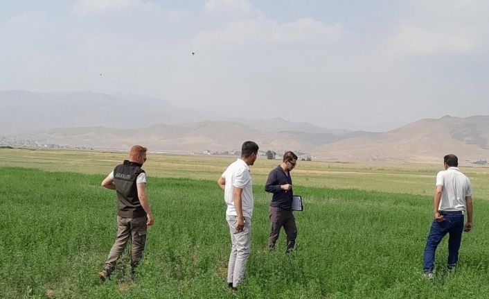 Yüksekova’nın ovasında yem bitkileri incelendi