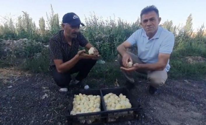 Yumurtadan 4 ayaklı civciv çıktı