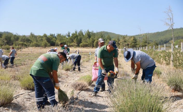 Yunusemre’de lavanta hasadı başladı