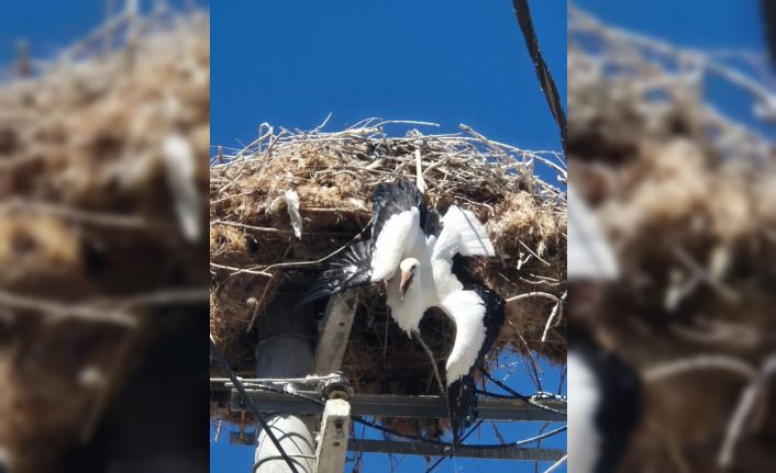 Yuvasına takılı kalan leylek böyle kurtarıldı