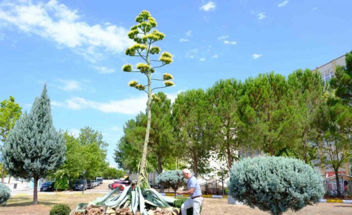 Yüzyılın çiçeği ’Sabır’ Balıkesir’de açarak, gerçek oldu