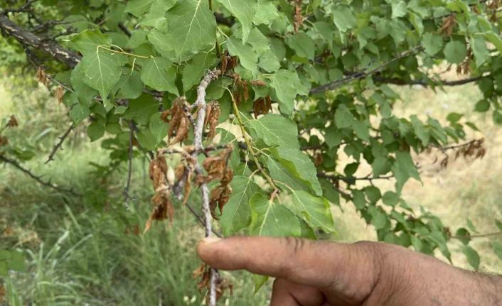 Yüzyılın donu meyve hasadını vurdu: 10 dönümde sadece bir çürük elma kaldı