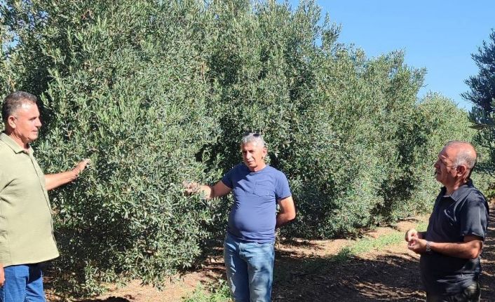 Zeytin bahçelerinde zararlı kontrolleri yapıldı