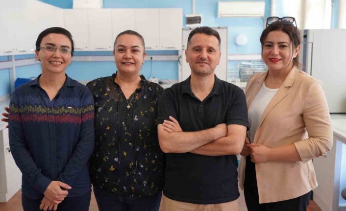 Zeytin yaprağında bulunan güçlü antioksidan ile böbrek hasarını önlemeyi hedefliyorlar