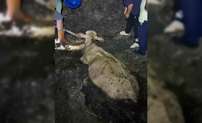 Zonguldak’ta kaybolan büyükbaş hayvan bataklıkta bulundu