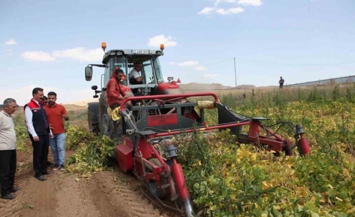 110 bin dekar alana ekilen kuru fasulyenin hasadına başlandı