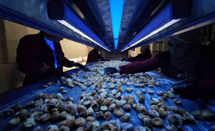 Aflatoksinli incire geçit yok