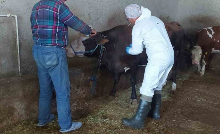 Afyonkarahisar’da sığır tüberkülozu taraması başlatıldı