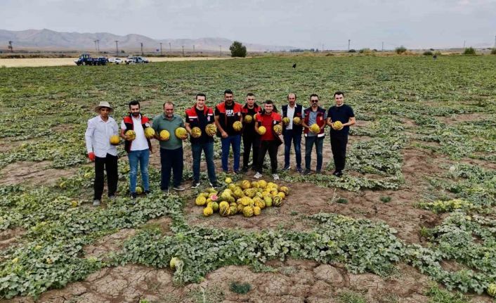 Ağrı’nın verimli tarlalarında kavunlar tezgâha hazırlanıyor