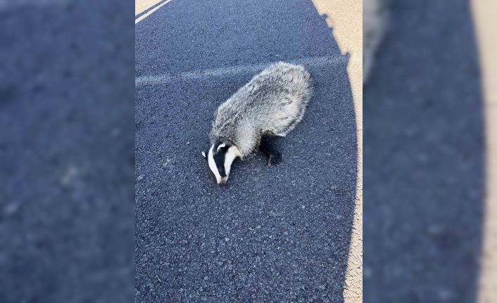 Akyaka’da aracın çarptığı porsuk telef oldu