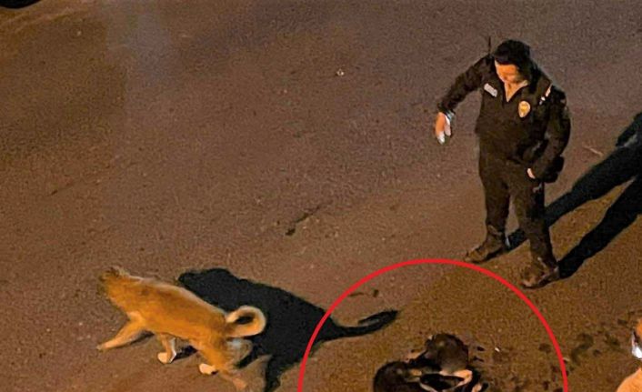 Altınordu Belediyesi çöp kamyonu sokak köpeğini ezdi